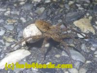 /home//u458753944/public_html/sourcegallery//Roxborough Toad Detour/2013-2019/2013/2013-05-19/P1120440.JPG